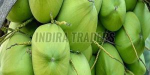 A Grade Solid Tender Coconut