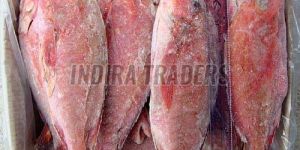 Frozen Red Snapper Fish