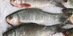 Frozen Rohu Fish