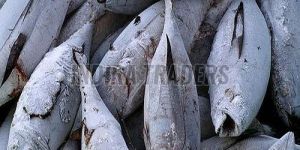 Frozen Tuna Fish