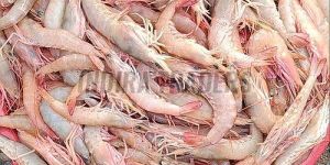 Light Brown Frozen Shrimp