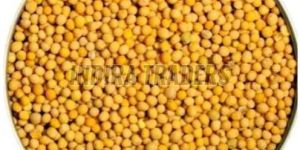 Yellow Mustard Seeds
