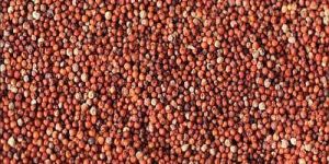 Finger Millet Seeds