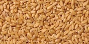Lokwan Wheat Grain