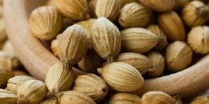 a Grade Coriander Seeds