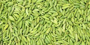 a Grade Fennel Seeds