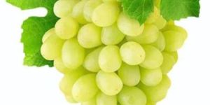 a Grade Fresh Green Grapes