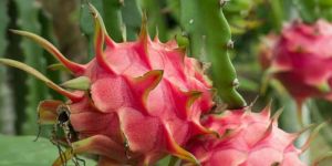 Dragon Fruit