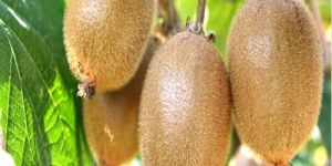 Fresh Kiwi