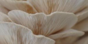 a Grade Oyster Mushroom