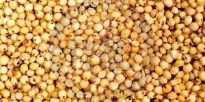 Barnyard Millet Seeds
