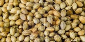 Coriander Seeds