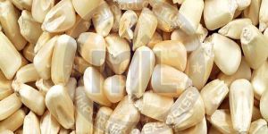 White Corn Seeds