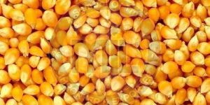 Yellow Corn Seeds