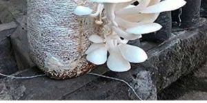 Dry Oyster Mushroom