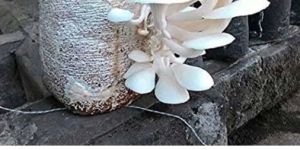 Oyster Mushroom