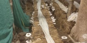 Paddy Straw Mushroom