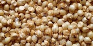 Sorghum Grain
