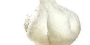 Ven Cob Live Broiler Chicken