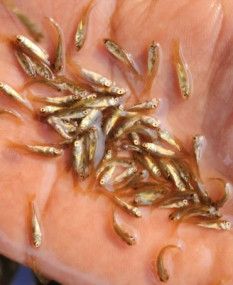 Grass Carp Fish Seed