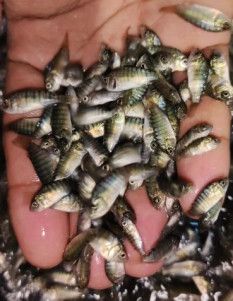 Tilapia Fish Seeds