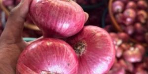 Nashik Red Fresh Onion