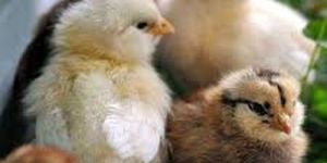 Day Old Country Chicks