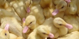 Yellow Pekin Duck Chicks Farming