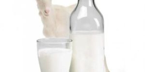 Organic Fresh Goat Milk