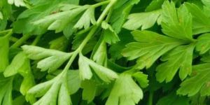 Fresh Coriander Leave