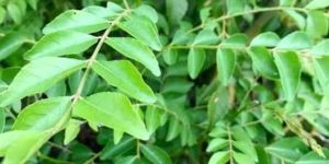 Fresh Curry Leave