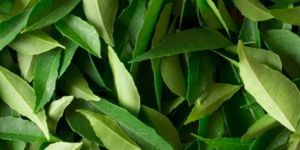 Organic Fresh Curry Leaves