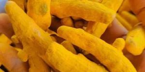 Turmeric Finger