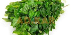 Fresh Curry Leaves
