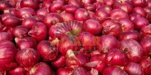 Fresh Red Onion