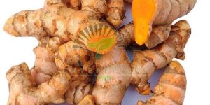 Raw Turmeric Finger