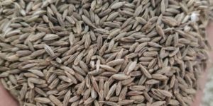 Cumin Seeds
