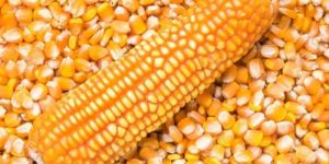 Natural Yellow Maize