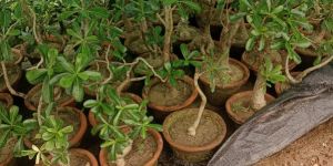 Adenium Flower Plant