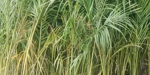 Bottle Palm Plant