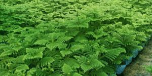 Araucaria Christmas Plant