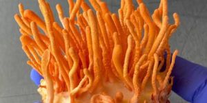 Cordyceps Militaris