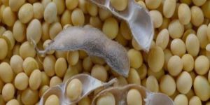 Organic Soybean Seeds