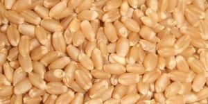 Sharbati Wheat Seeds