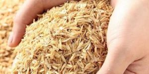 Rice Husk
