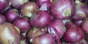 Fresh Red Onion