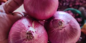 Fresh Red Onion