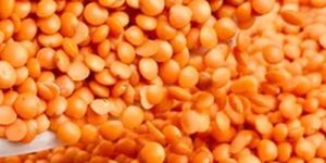 Treezen Oganic Red Masoor Dal