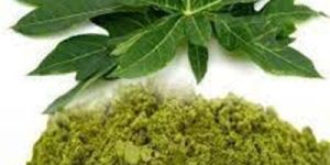Treezen Organic Papaya Leaves Powder