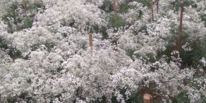 Gypsophila Flower